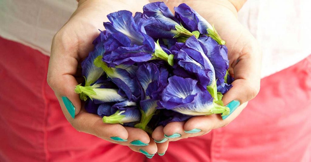 5 Manfaat Bunga Telang untuk Kesehatan Tubuh